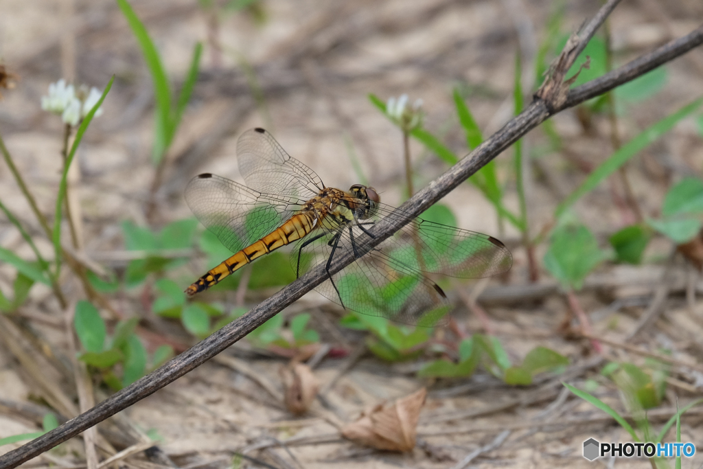 アキアカネ♀