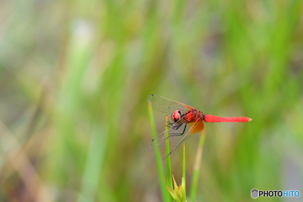 ハッチョウトンボ♂