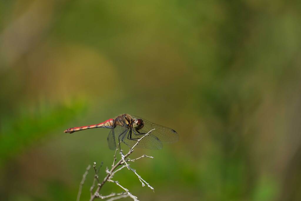 ナツアカネ♀