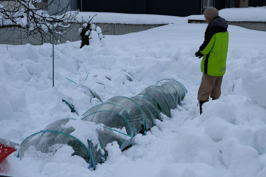 雪下ほうれん草(2)