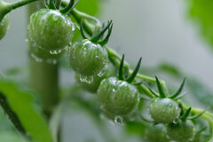 雷雨の後