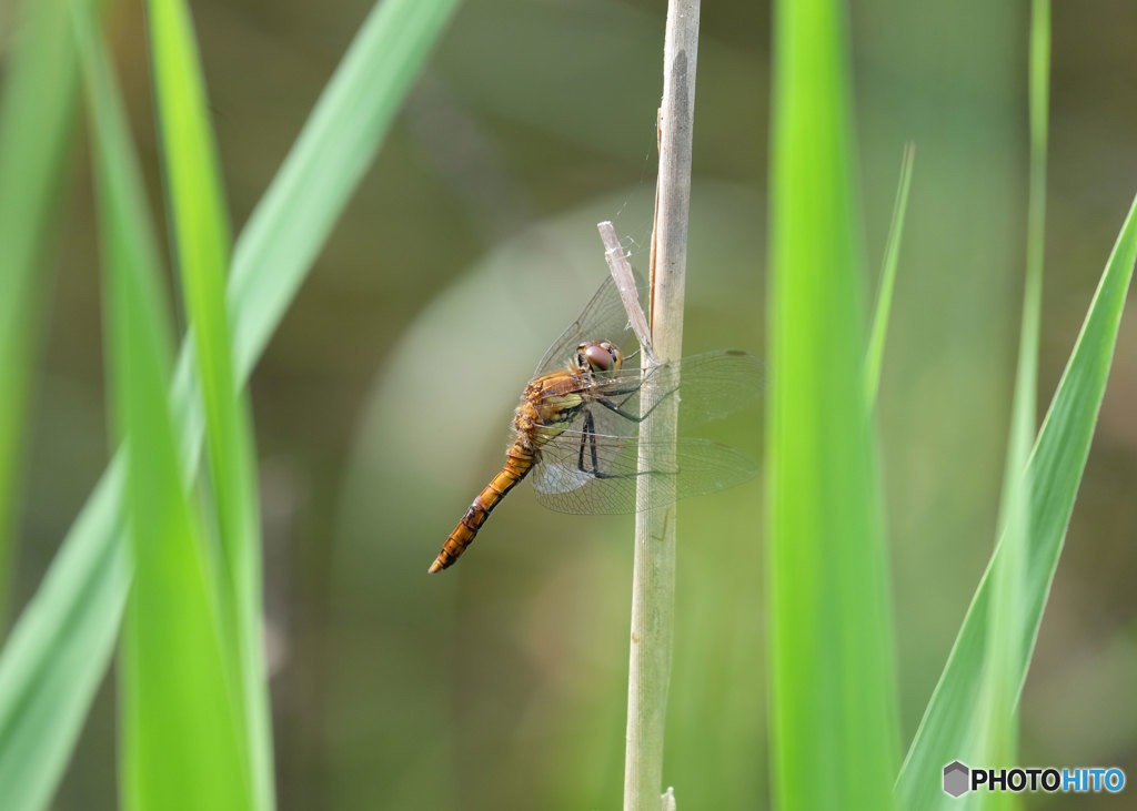 アキアカネ♂　2133ｱｷ♂