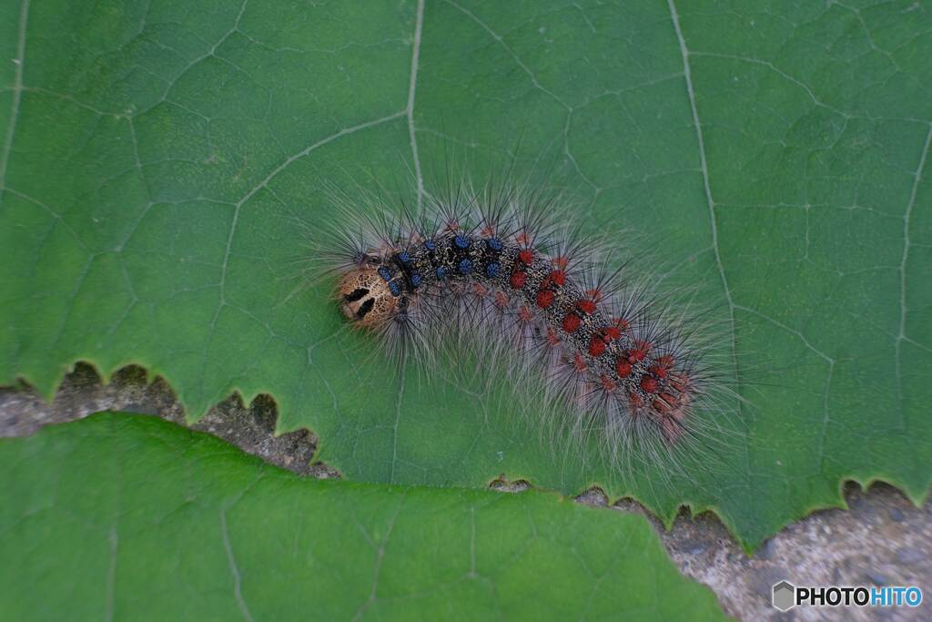 ヘビーな画像に付き、閲覧注意　ホントにグロいです（毛虫）