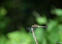 ノシメトンボ♀　4300ﾉｼﾒ♀