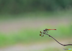 リスアカネ♂　2845ﾘｽ♂