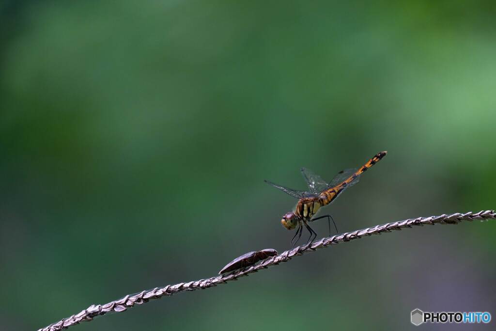 ナツアカネ♀4744