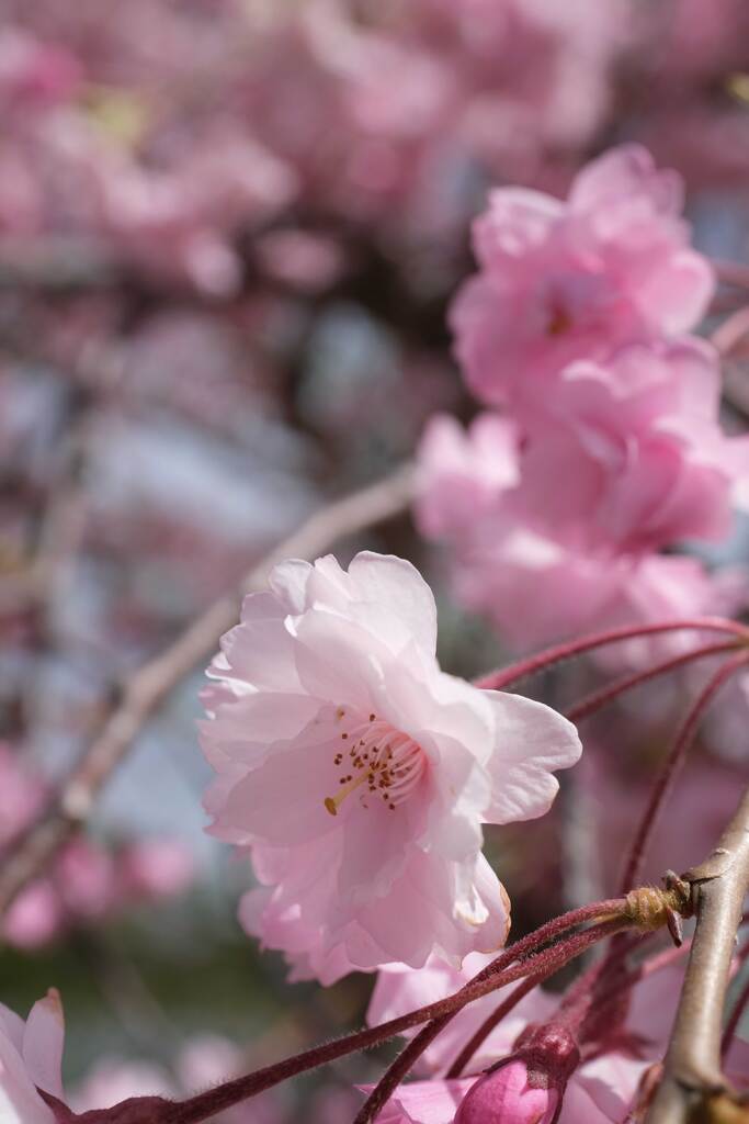 お花見へ(4)