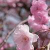 お花見へ(4)