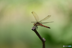 アキアカネ♀