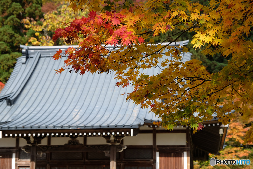 紅探し(3)