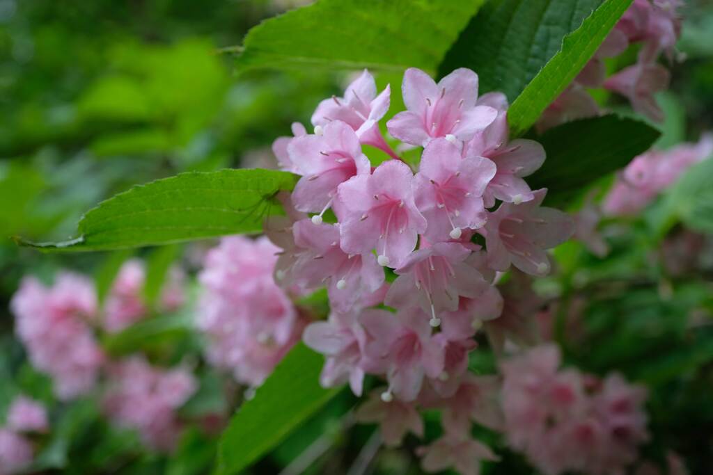 標(しるし)の花