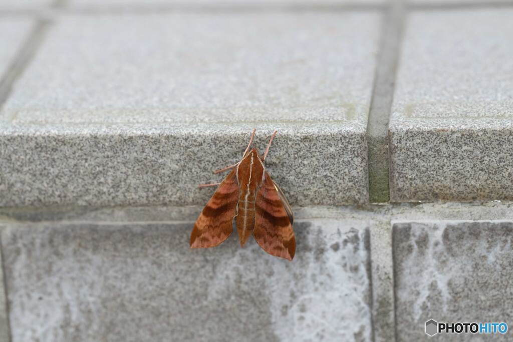 我が家の同居人(青虫) 蛾の幼虫　その後(1)