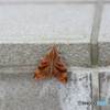 我が家の同居人(青虫) 蛾の幼虫　その後(1)