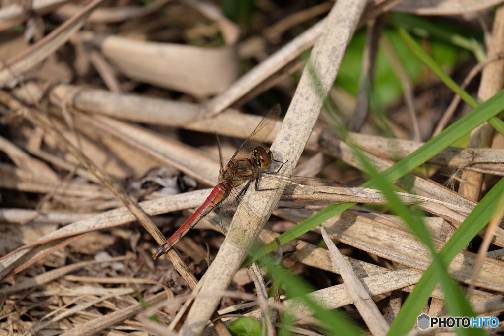 アキアカネ♀
