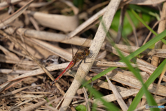 アキアカネ♀