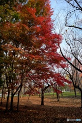 もう11月か～