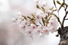 今日の桜(1)