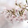 今日の桜(1)