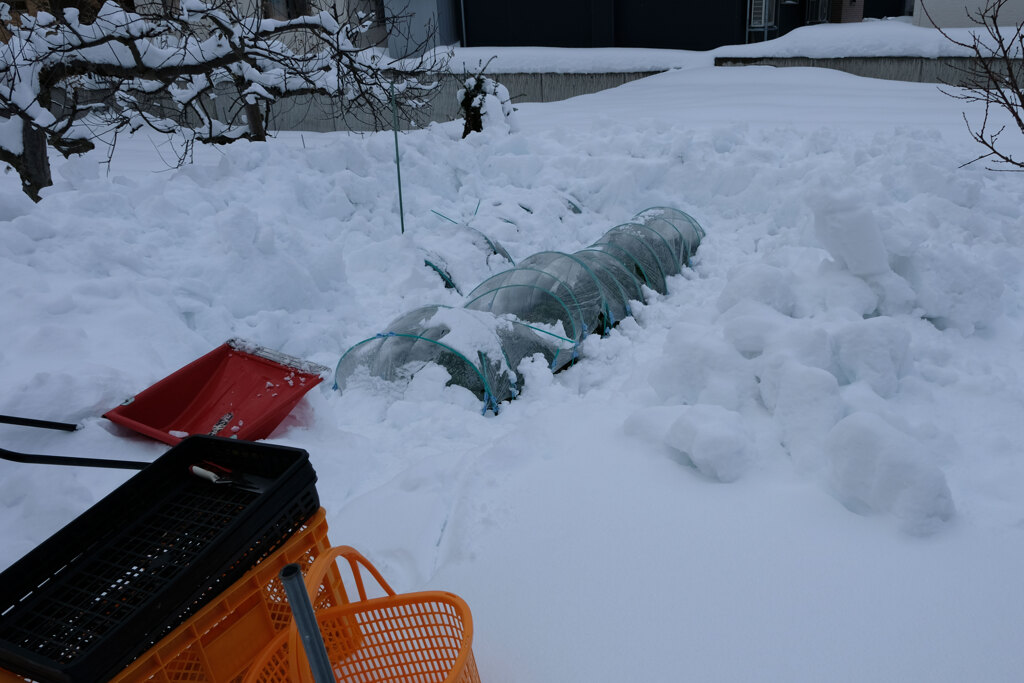 雪下ほうれん草(1)