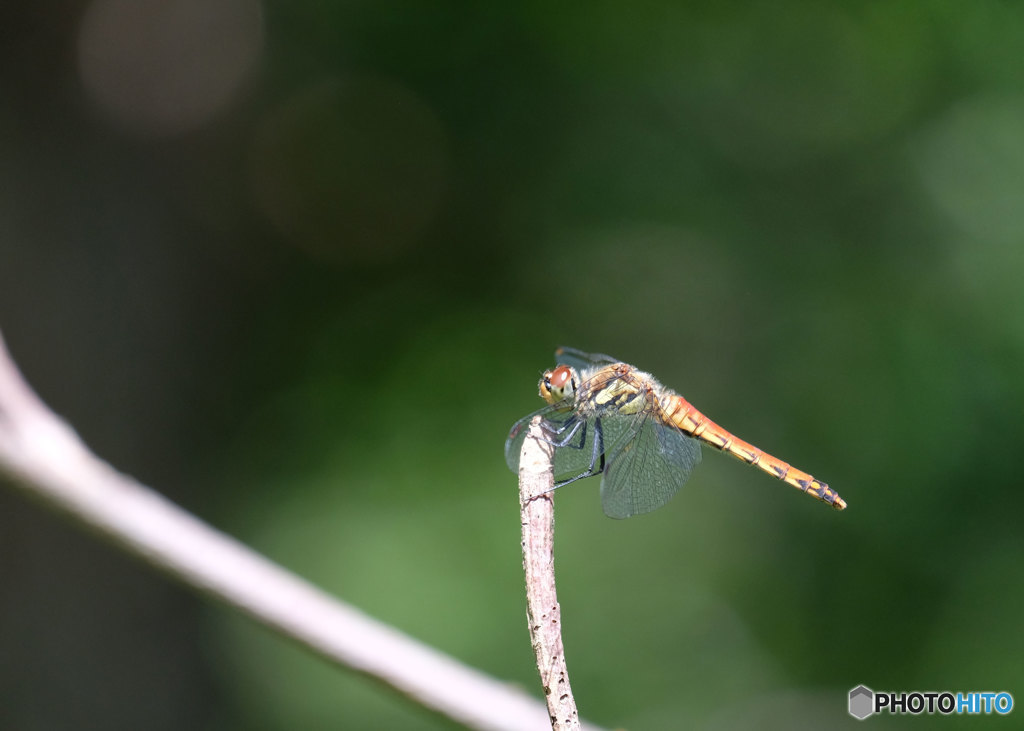 アキアカネ♀　4087ｱｷ♀