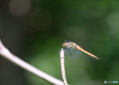 アキアカネ♀　4087ｱｷ♀