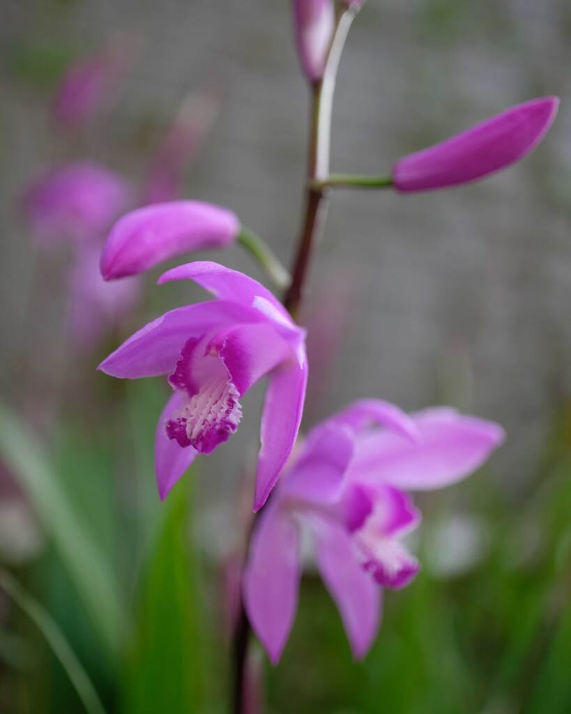 花壇の花