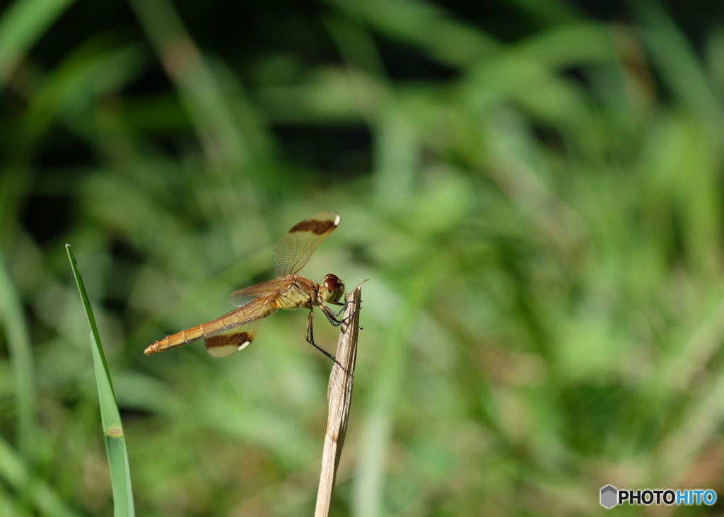 ミヤマアカネ♀　4250ﾐﾔﾏ♀
