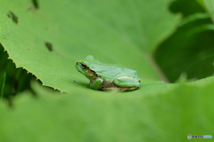 ニホンアマガエル