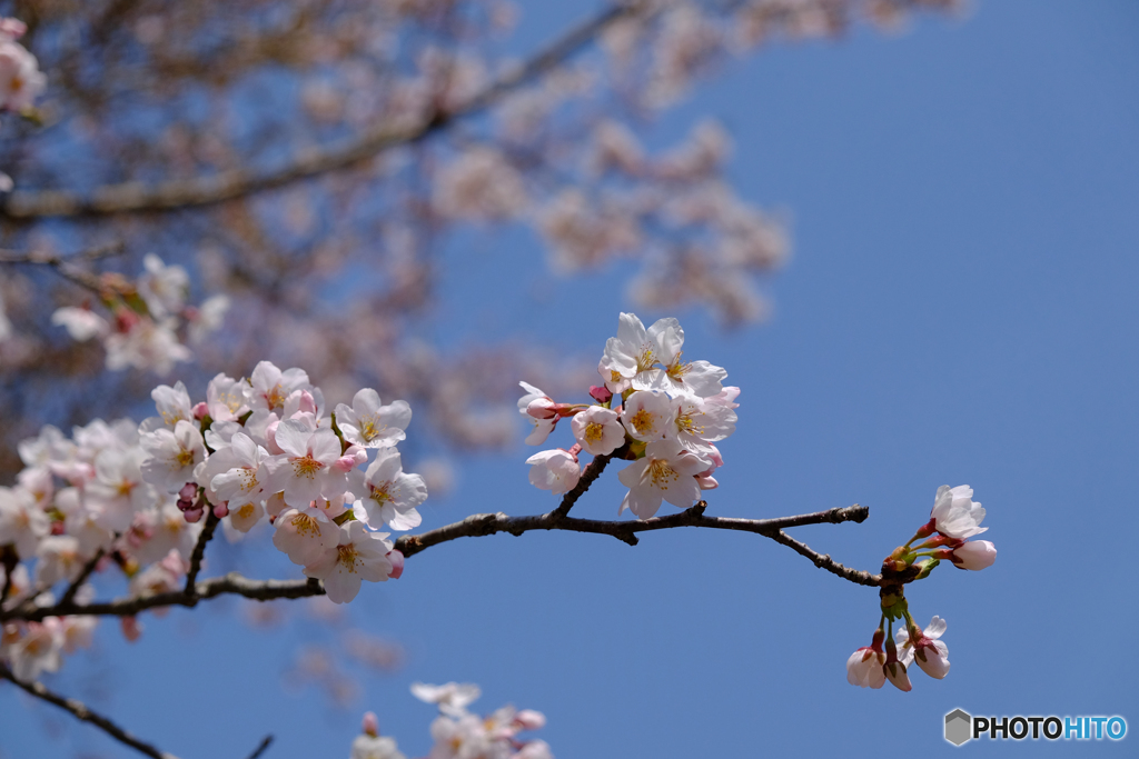さくら...桜