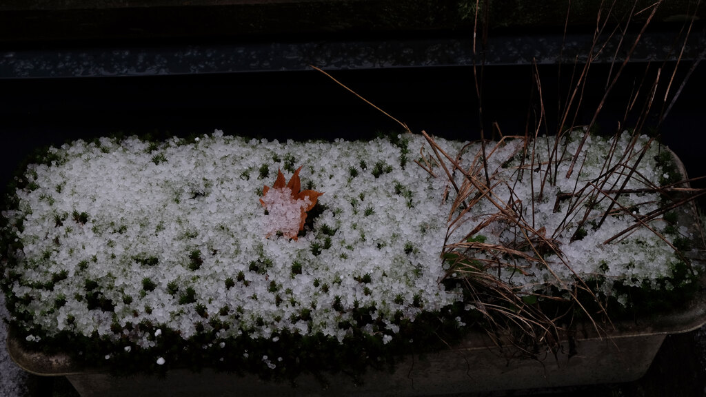 雪の朝