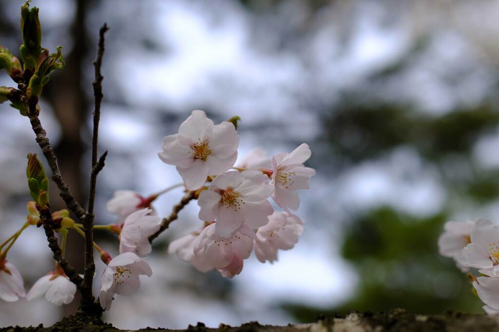 お花見に(^^)...2