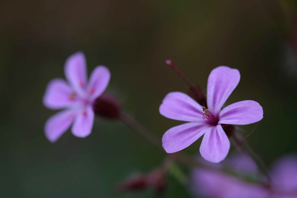 裏庭の花(2)