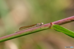 オツネントンボ♀