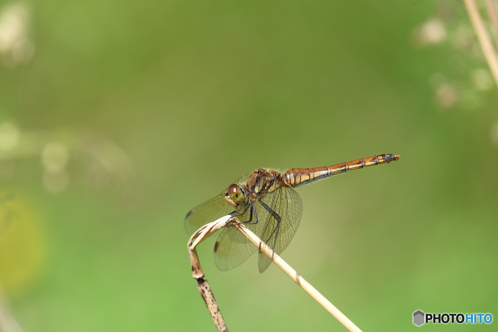 アキアカネ♀