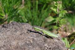 カマキリ