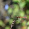 昨日のトンボ(3)