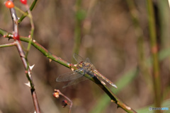 アキアカネ♀　0125