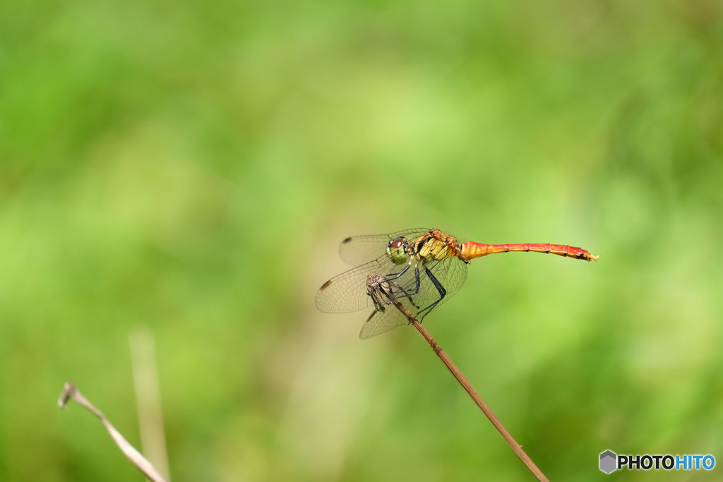 マユタテアカネ♂　3938ﾏﾕ♂