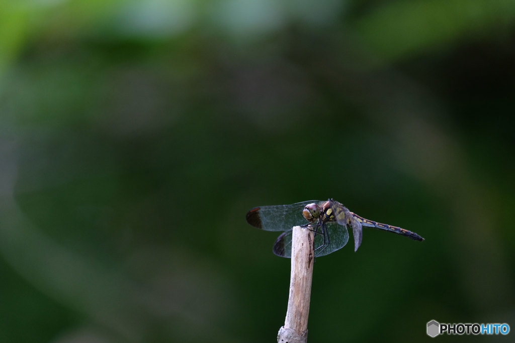 ノシメトンボ♀　5553