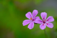 庭の花(3)