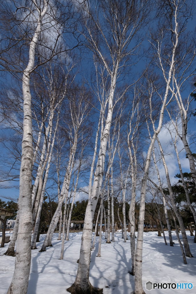 春の青