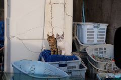 漁港の猫(2)