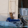 漁港の猫(2)