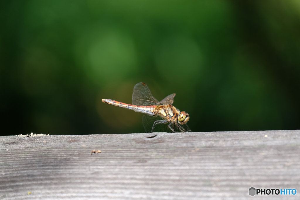 アキアカネ♀