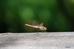 アキアカネ♀