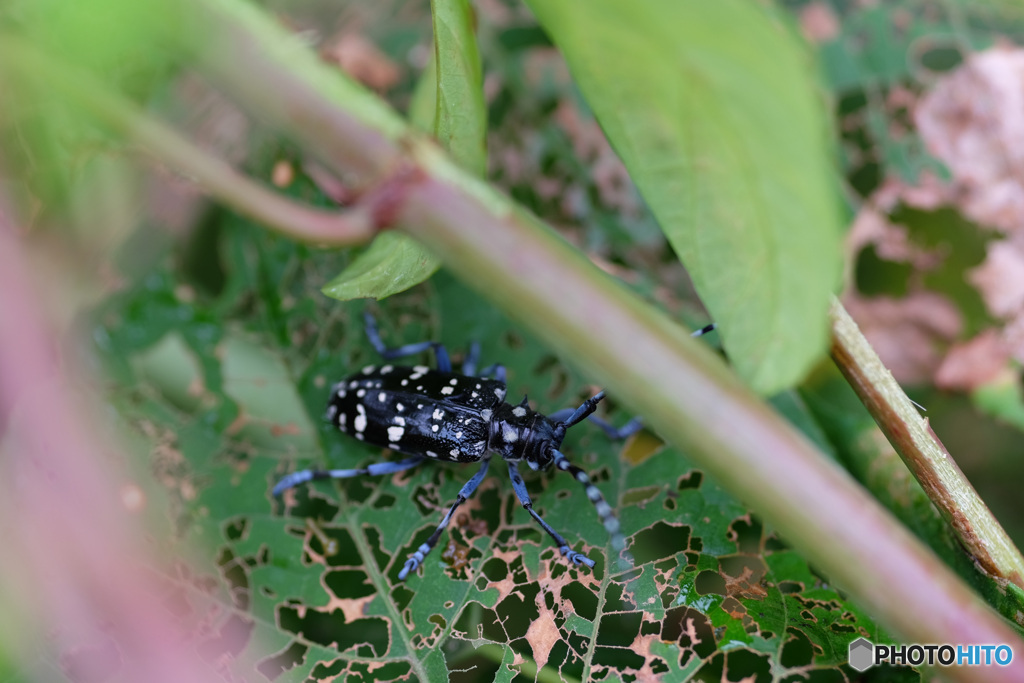 ゴマダラカミキリ　4315