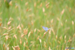 雰囲気は秋　4562