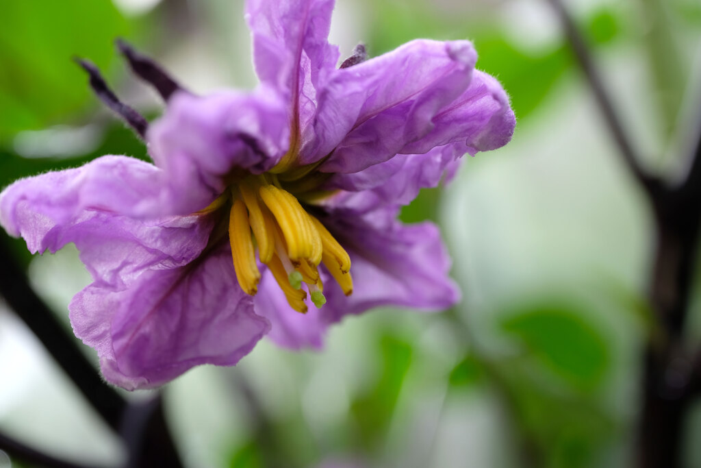 ナスの花