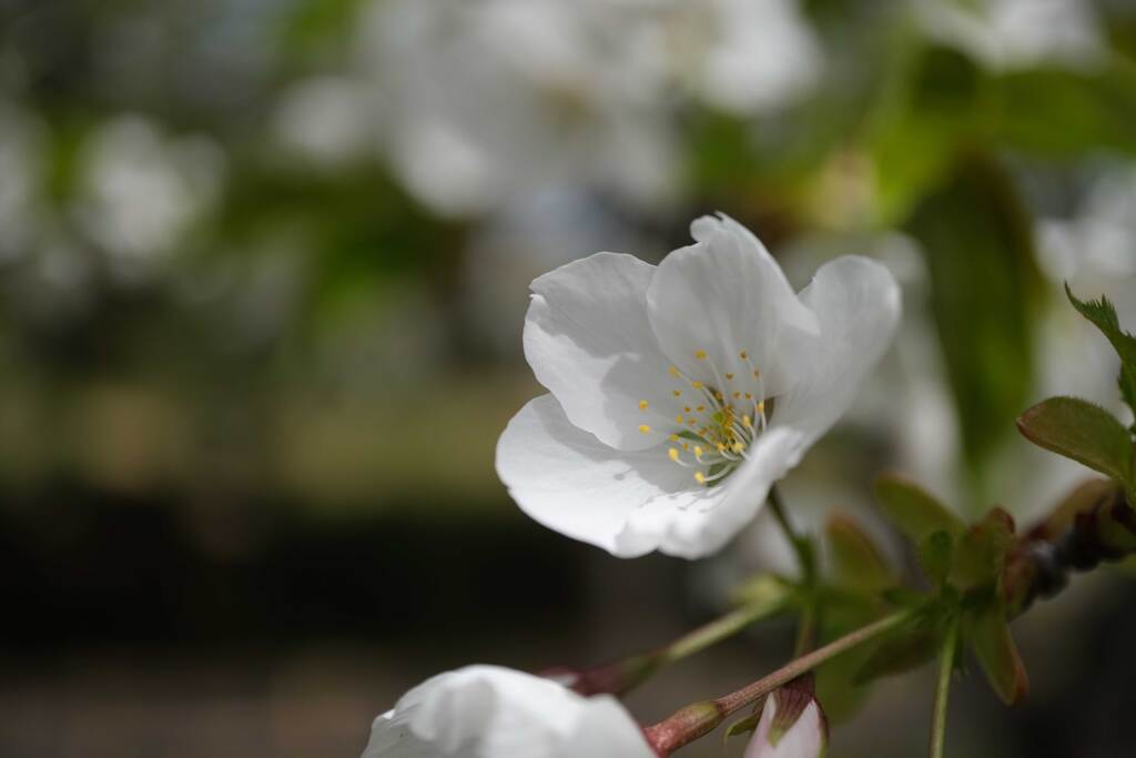 お花見へ(1)
