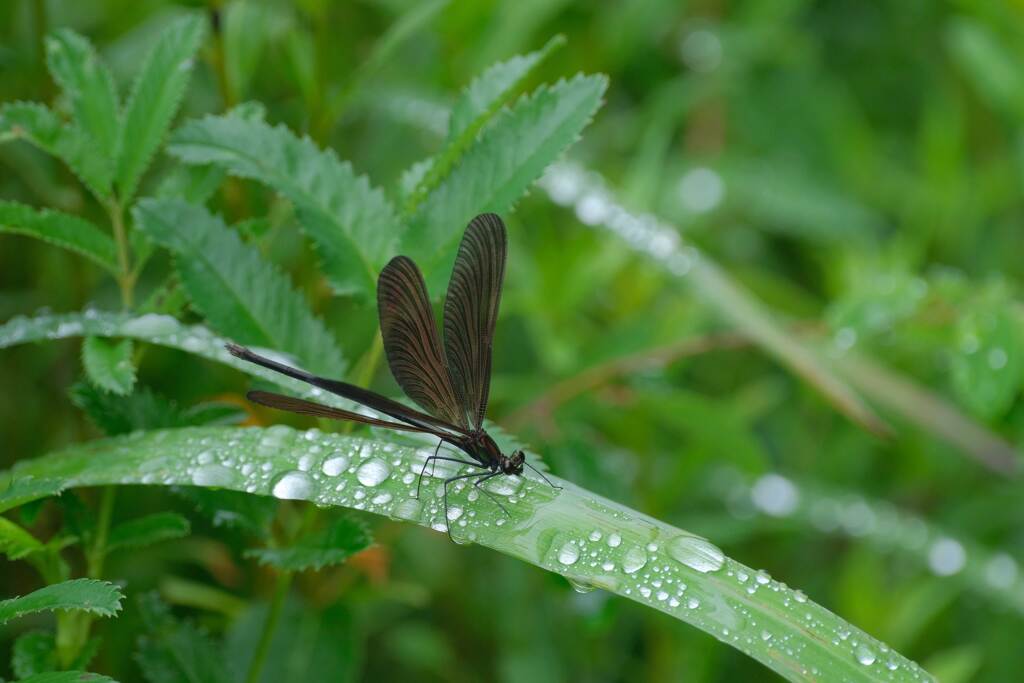 小雨決行
